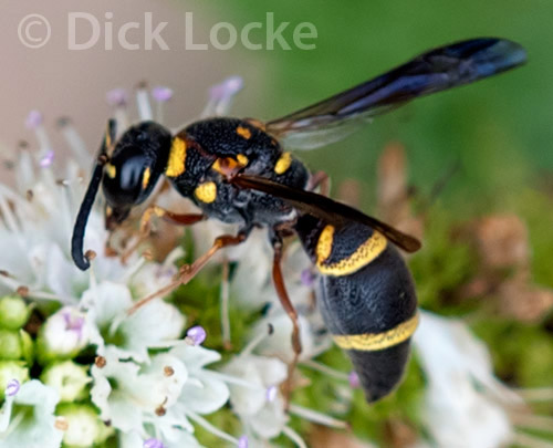Wasp Pictures Woodlands Area By Dick Locke